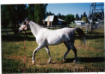 SEARCHING FOR HORSE SG LEPRINC, WA Near Mead, WA, 99021
